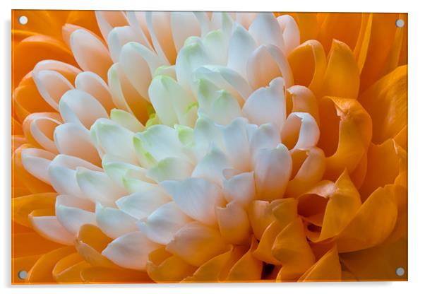 Orange Dahlia Acrylic by Kevin Tate