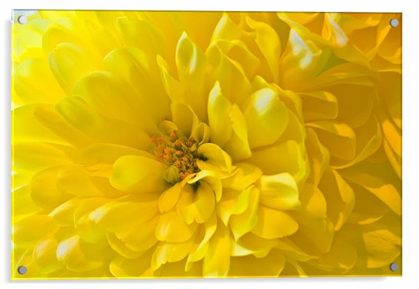 Yellow Dahlia Bloom Acrylic by Kevin Tate
