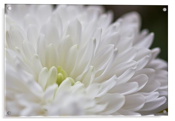 White Dahlia Flower Acrylic by Kevin Tate