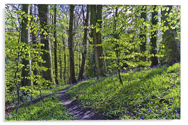 Bluebell Path Acrylic by Kevin Tate