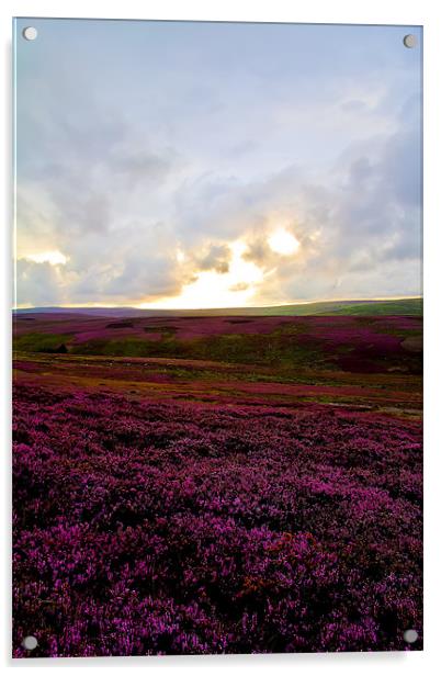 heather covered moor Acrylic by Northeast Images