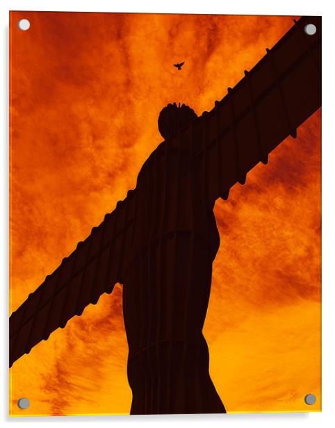 feathered angel of the north Acrylic by Northeast Images