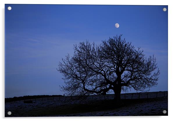 tree silhouette Acrylic by Northeast Images