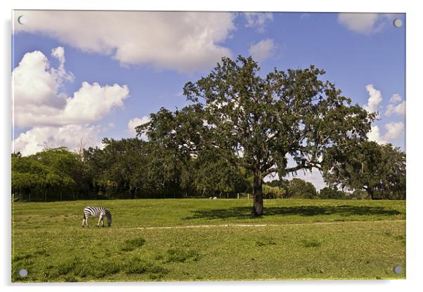 grazing zebra Acrylic by Northeast Images