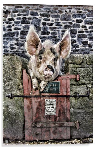 Piggin` Poser Acrylic by Northeast Images