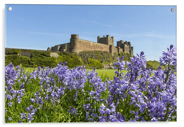 Bamburgh and Bluebells Acrylic by Northeast Images