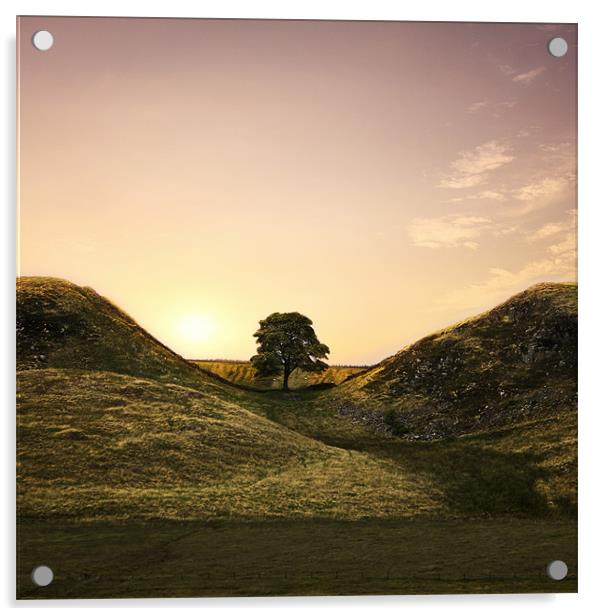 Sycamore Gap Acrylic by Northeast Images