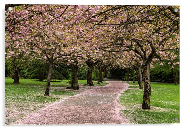 A Walk in the Park Acrylic by Northeast Images