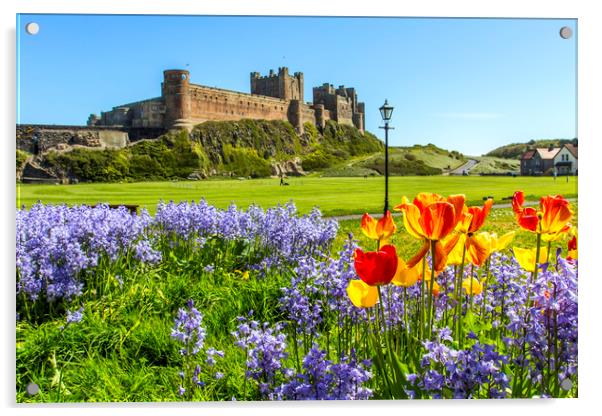 Bamburgh Bluebells Acrylic by Northeast Images