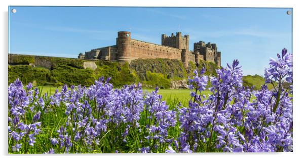 Bamburgh Bluebells Acrylic by Northeast Images