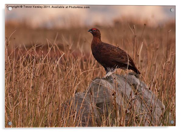 Red Grouse on the Moors Acrylic by Trevor Kersley RIP