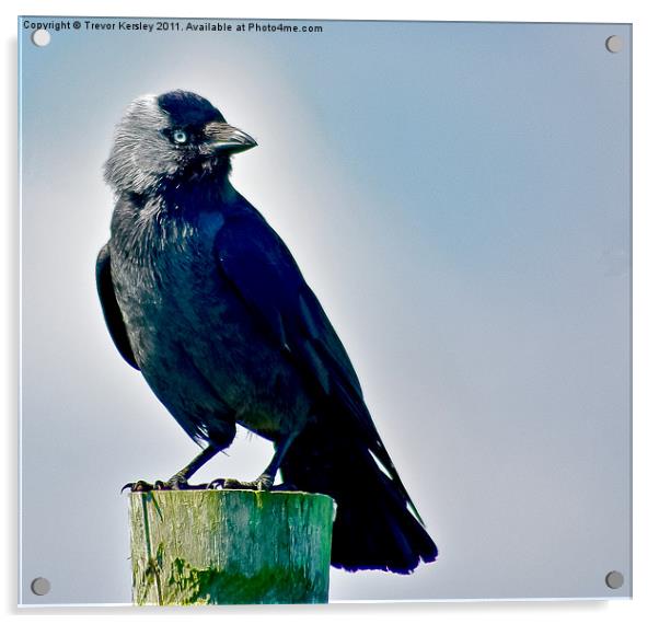 Jackdaw Acrylic by Trevor Kersley RIP