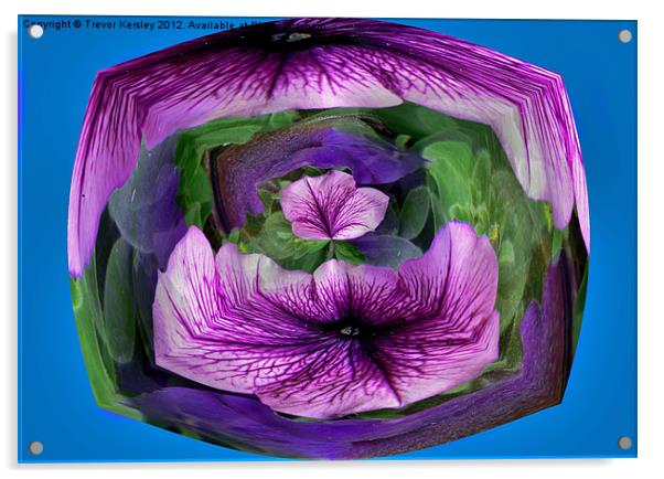 Purple Petunia Acrylic by Trevor Kersley RIP