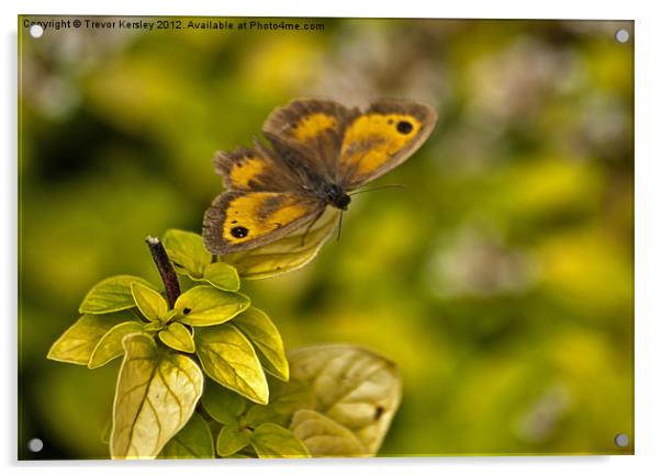 A Gatekeeper Butterfly Acrylic by Trevor Kersley RIP