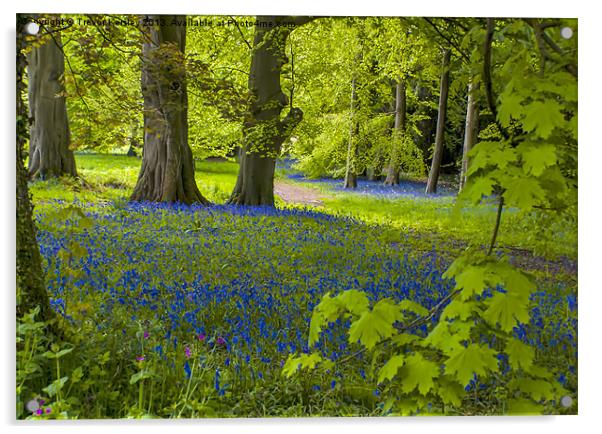 Woodland Spring Acrylic by Trevor Kersley RIP