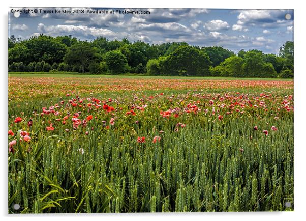 Field of Poppies Acrylic by Trevor Kersley RIP