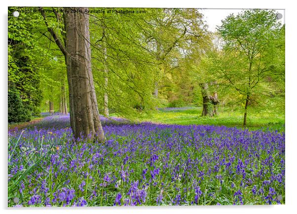 Woodland Walk in Blue Acrylic by Trevor Kersley RIP