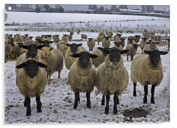 Winter Sheep Acrylic by Trevor Kersley RIP