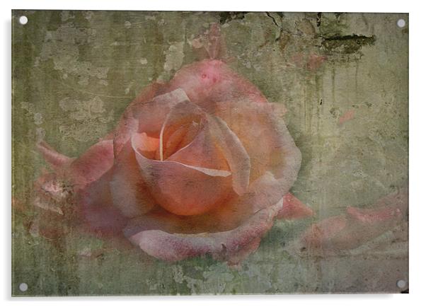 Faded Rose Acrylic by Trevor Kersley RIP