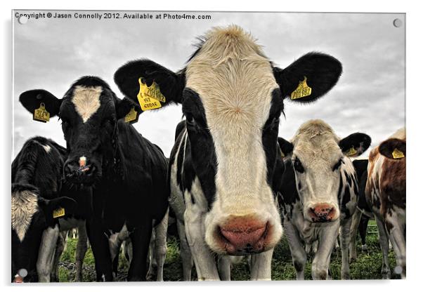 Cows Acrylic by Jason Connolly