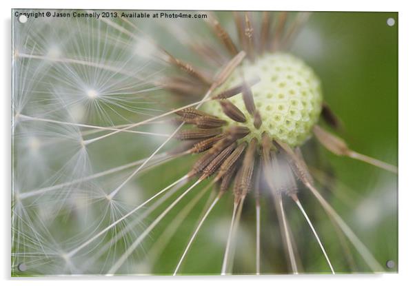 Dandelion Seeds Acrylic by Jason Connolly