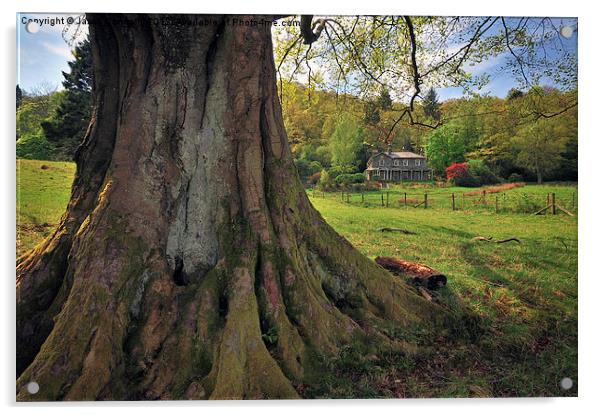 Old Cumbrian Tree Acrylic by Jason Connolly