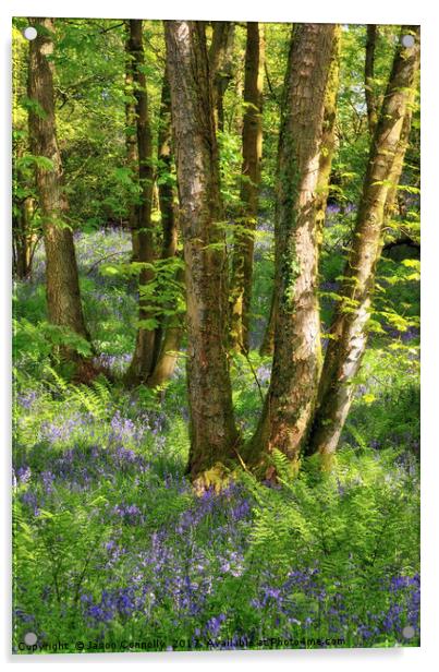 Bluebell wood, Caldervale Acrylic by Jason Connolly