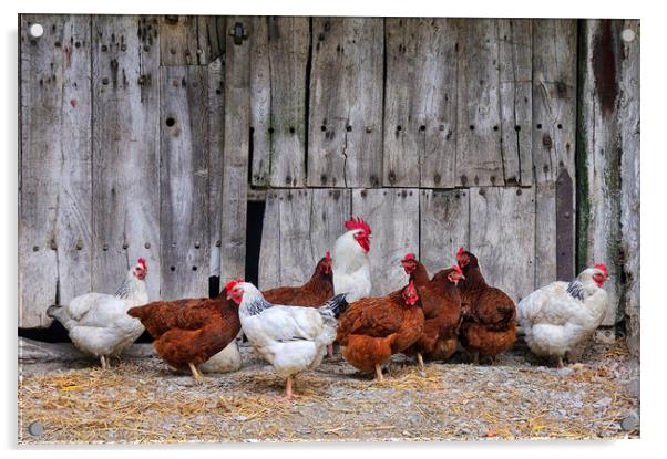 Farmyard Chickens Acrylic by Jason Connolly