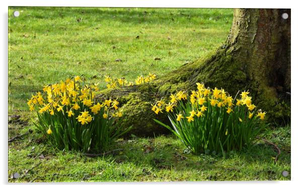 Spring Daffodils Acrylic by Jason Connolly