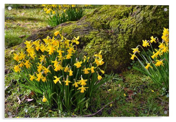 Springtime Daffodils Acrylic by Jason Connolly