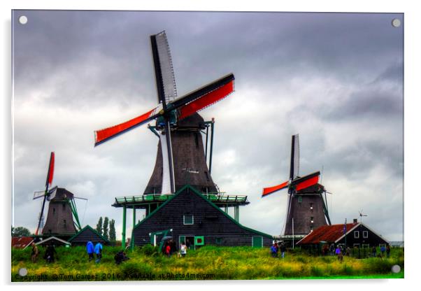 Windmills at Zaanse Schans Acrylic by Tom Gomez