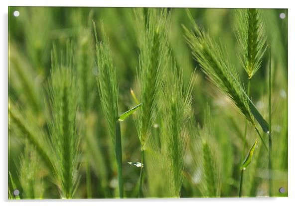 Wonderful Green Grass Acrylic by Lise Baker