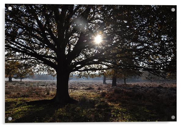 Sunny Trees in Richmond Park Acrylic by Lise Baker
