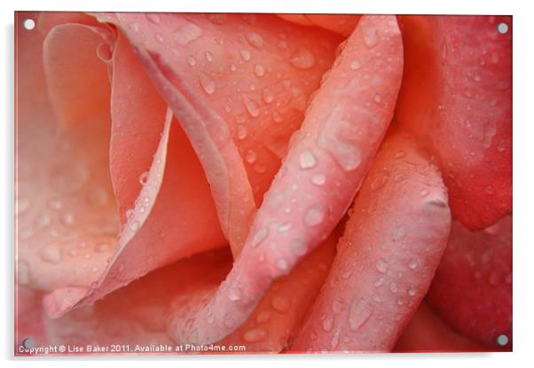 Rainy Rose Acrylic by Lise Baker