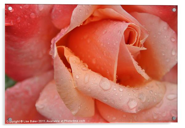 Pink Rose Acrylic by Lise Baker