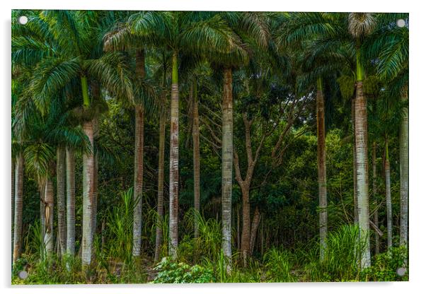 Roadside Palms Acrylic by Chris Lord