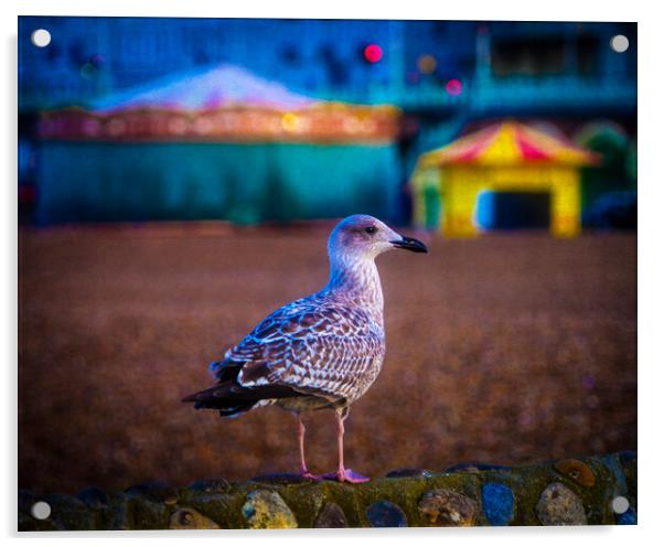 Brighton Seagull Acrylic by Chris Lord