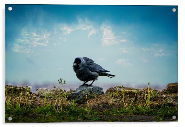 The Curious Jackdaw Acrylic by Chris Lord