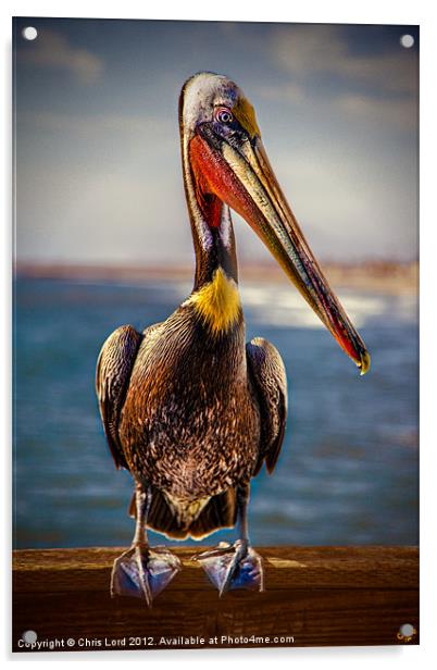 Plump Peter Pelican's Photo Pose Acrylic by Chris Lord