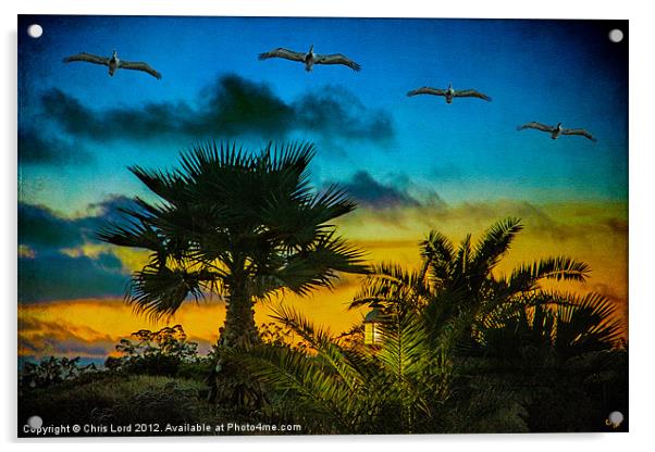 Tropical Sunset With Pelicans Acrylic by Chris Lord