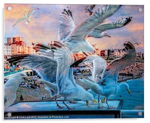 Seagulls on Brighton Pier Acrylic by Chris Lord