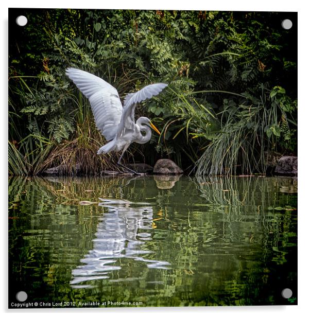 Egret Hunting Acrylic by Chris Lord