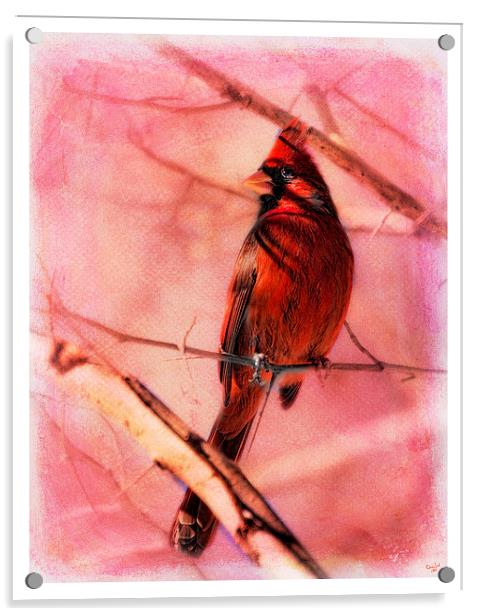 Cardinal In A Thorn Tree Acrylic by Chris Lord
