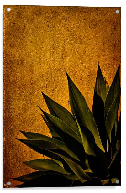 Agave on Adobe Acrylic by Chris Lord