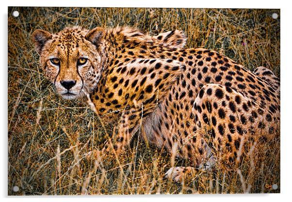Cheetah in the Grass Acrylic by Chris Lord