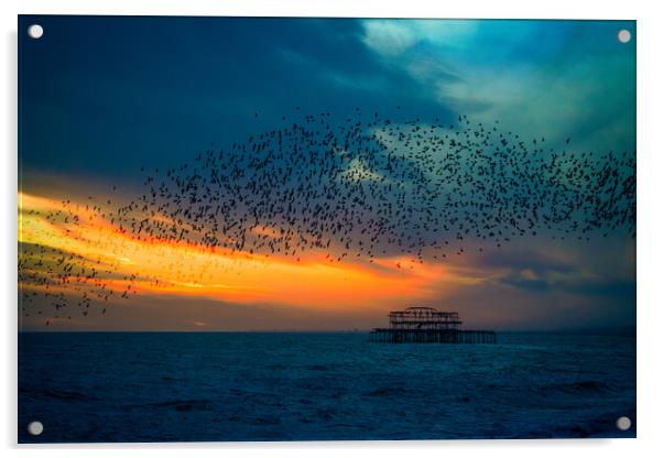 Starlings At Sunset Over The West Pier Acrylic by Chris Lord