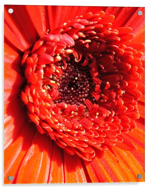 Gerbera Heart Acrylic by Karl Butler