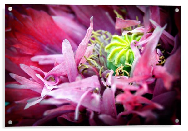 Poppy Pinks Acrylic by Karl Butler