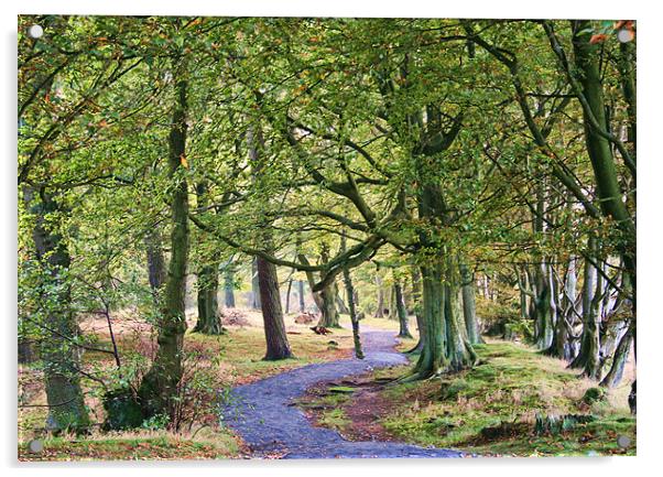 Woodland Walk Acrylic by Lynne Morris (Lswpp)