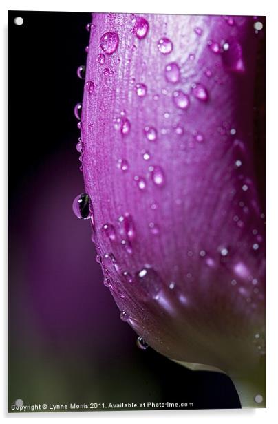Rained On Acrylic by Lynne Morris (Lswpp)